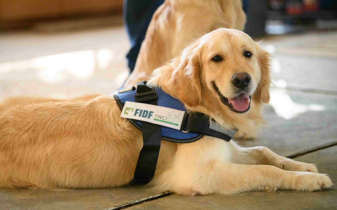 Canine Companionship for Israel Families Suffering Loss
